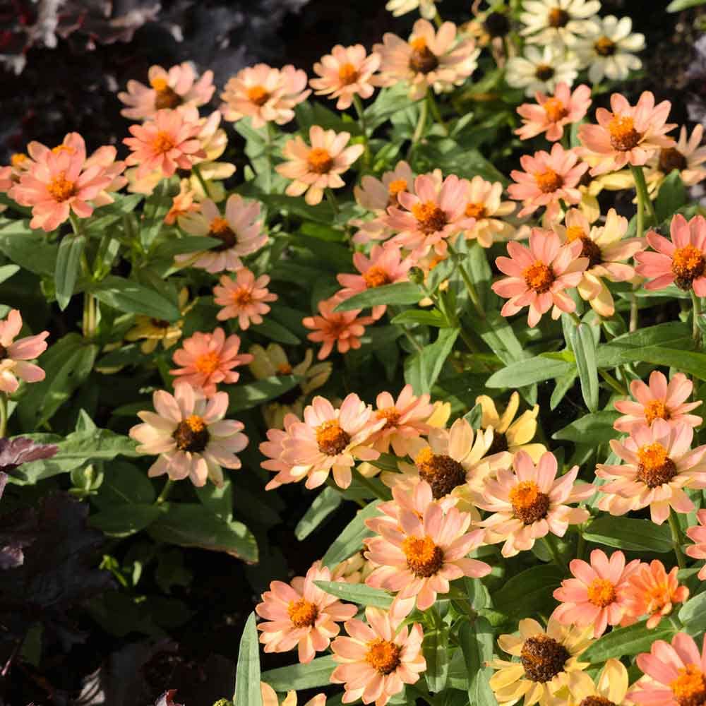 Eden Brothers Zinnia Seeds - Profusion Apricot, Non-GMO Seeds for Planting, Packet | Low-Maintenance Flower Seeds, Plant During Spring, Zones 2, 3, 4, 5, 6, 7, 8, 9, 10