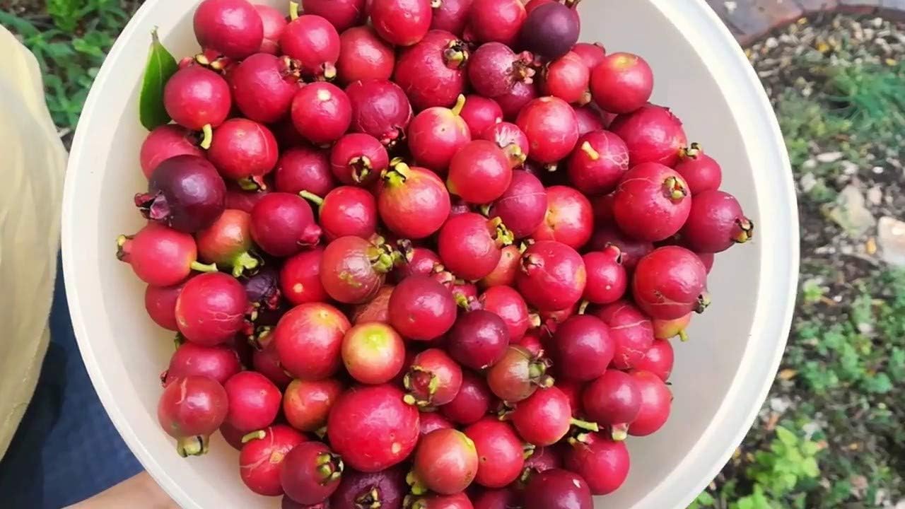 Guava Plant-1 Live Tropical Fruit Tree -CA No shiping CA