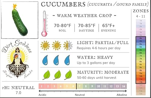 Miniatura 6 de Bulk Organic Marketmore 76 semillas de pepino sin OMG (12 libra)