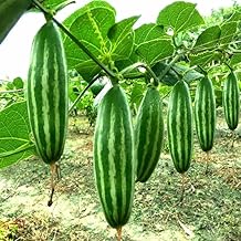 Parwal seeds hybrid all seasons || Seeds for hybrid all season parwal (20 seeds)_p3