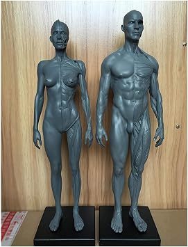 Human Anatomy Figure - Human Muscle Skeleton Anatomical Model 11.8 Inch Male Muscle Bone Model - Human Anatomy Figure Mannequin Drawing Figures - Reference For Artist,Study And Te