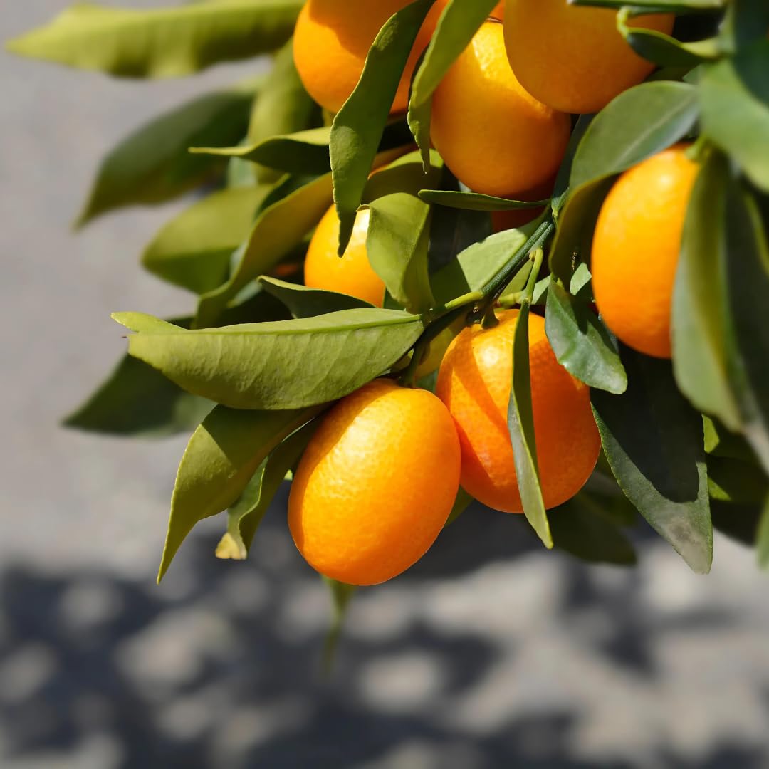 Zitrusgewächs Kumquat Fortunella Margarita auf Blumentopf 20 - Fruchtbaum max 80 cm - Anbau Italien
