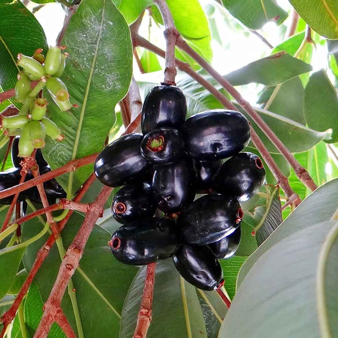 Grafted Special Hybrid Sweet Black Jamun Plant, Hight 1.5-2" Pack Of 2 Healthy Plant For Rooftop Garden. (B0C9DZMHRR) Amazon Price History, Amazon Price Tracker