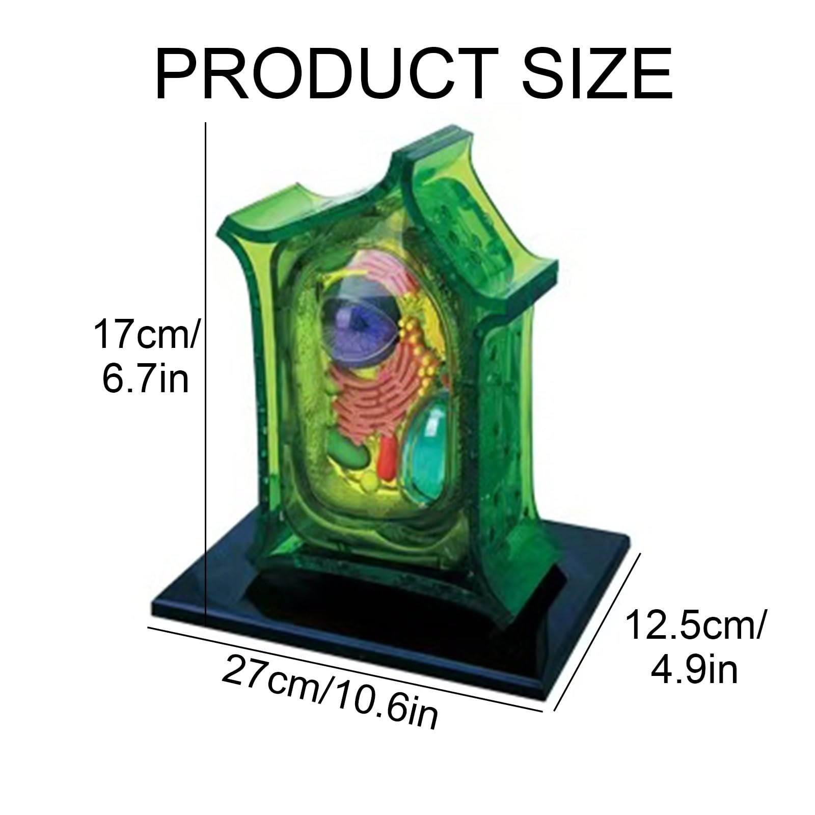 Modello Anatomico di Cellula Vegetale Staccabile 4D, Modello di Cellula Scientifica in 26 Parti, Kit di Modelli di Cellule Vegetali per Insegnamento di Microbiologia