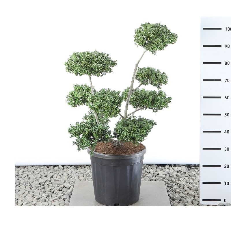 thuja balkonkasten JARDI 80 Anthrazit  Balkonkasten 74x17x17 cm 10 kg Naturschiefer Schw   CLIMAQUA
