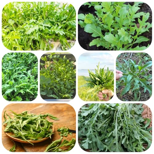 semillas de rúcula - plantas de jardín camas elevadas para jardín hierbas jardín plantas balcón semillas hierbas interior hortalizas hortalizas maceta bonsái Decoración balcón 100pcs