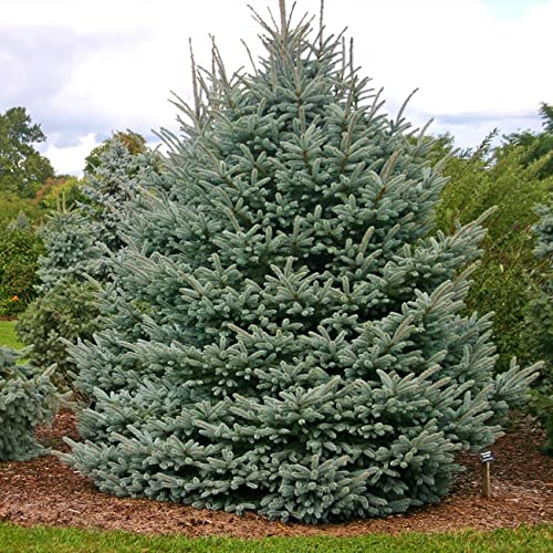 Fat Albert Colorado Blue Spruce Tree Seeds- 20 Seeds Eco Pack (B09P51RQSM) Amazon Price History, Amazon Price Tracker