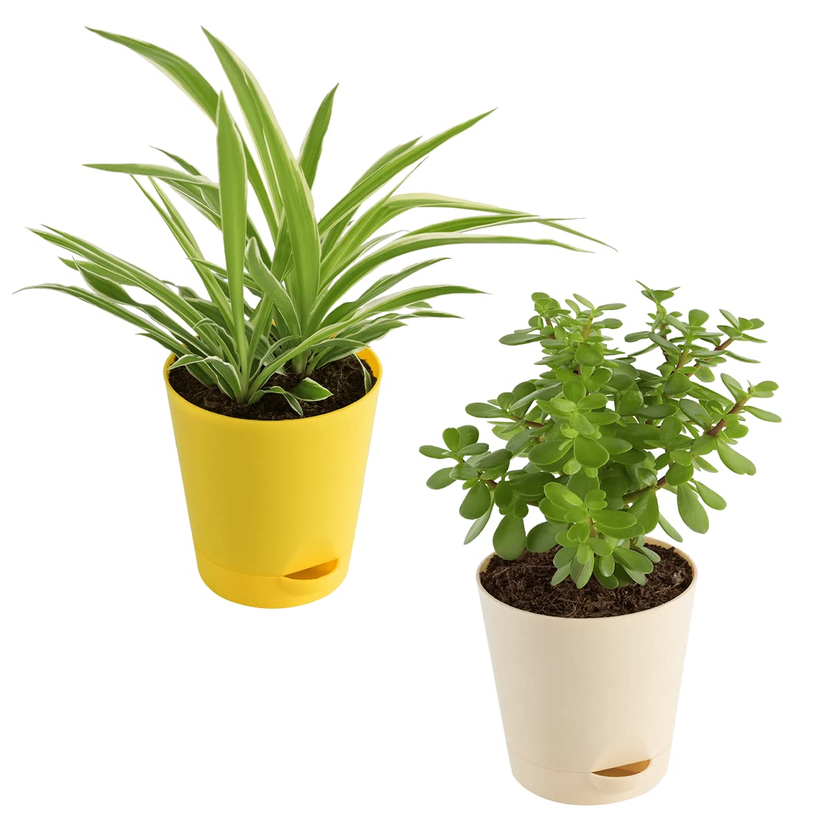 UGAOO Combo of 2 Indoor Live Plants for Home & Living Room with Pot - Jade & Spider Plant (B09SHS8622) Amazon Price History, Amazon Price Tracker
