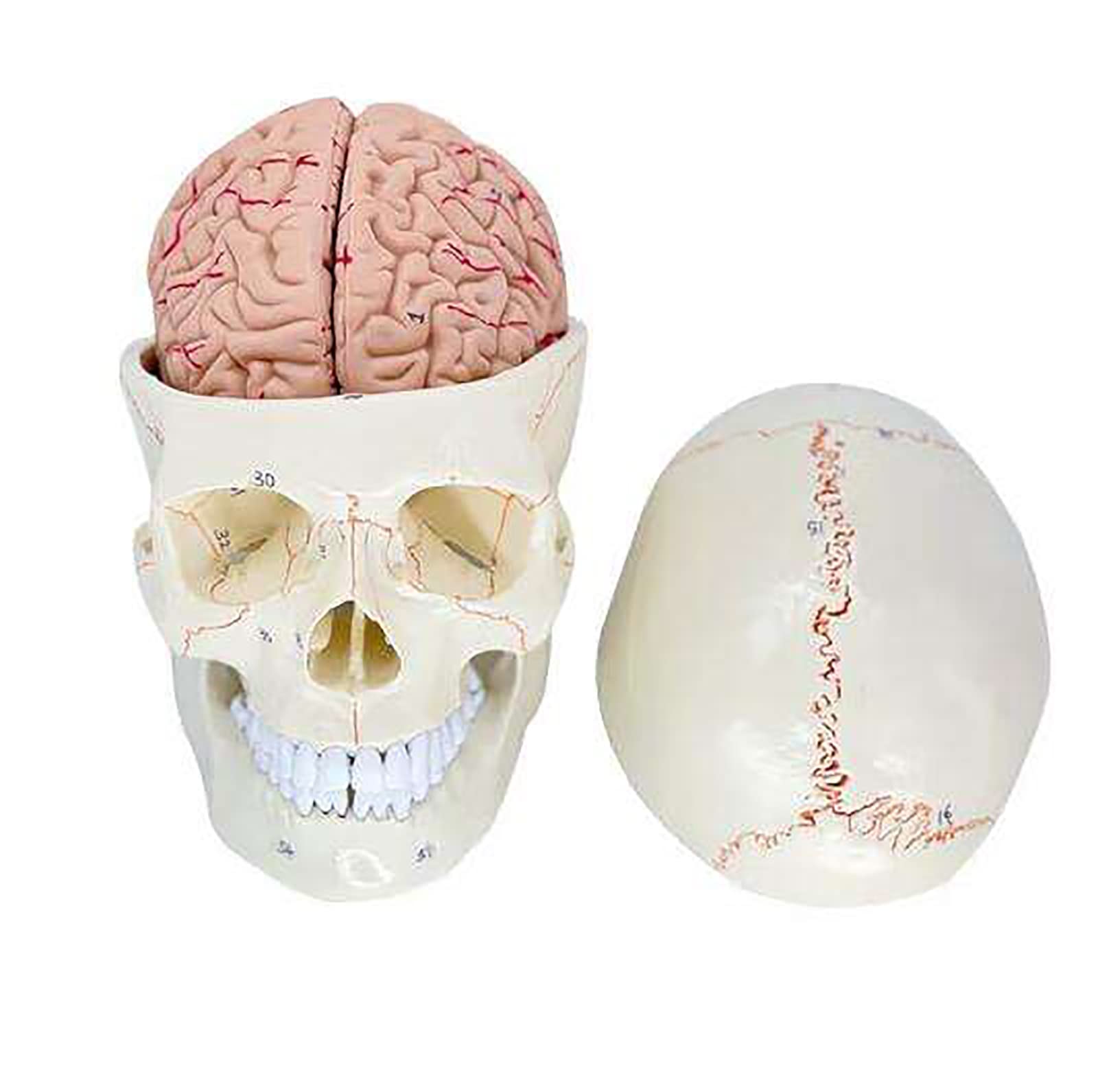 Amazon.co.jp: 人間の頭蓋骨と脳のモデル、脳の取り外し可能なスカル