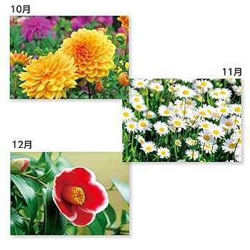 Amazon | 新日本カレンダー 2020年 カレンダー 壁掛け 花ことば