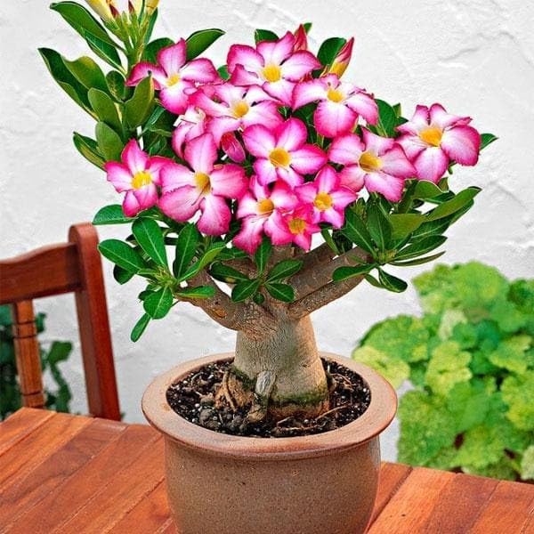 Image of Adenium Live Plant with Pot | Desert Rose Flowering Bonsai Plant for Home Garden Balcony | Beautiful Ornamental Flower Plant for Indoor Outdoor Decoration a€ inch Pack of 1
