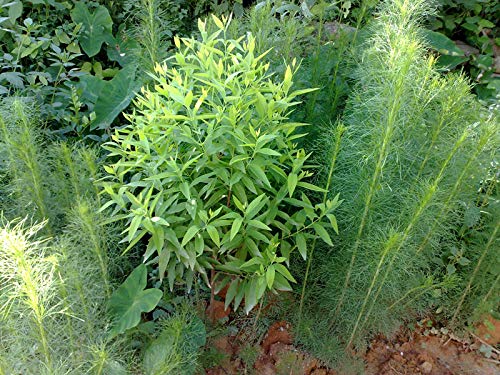 Royal Paradise Garden White Sandal Wood Santalum album Chandan Tree Seedling Plant (1 healthy Live Plant) (B07H8LR8RV) Amazon Price History, Amazon Price Tracker