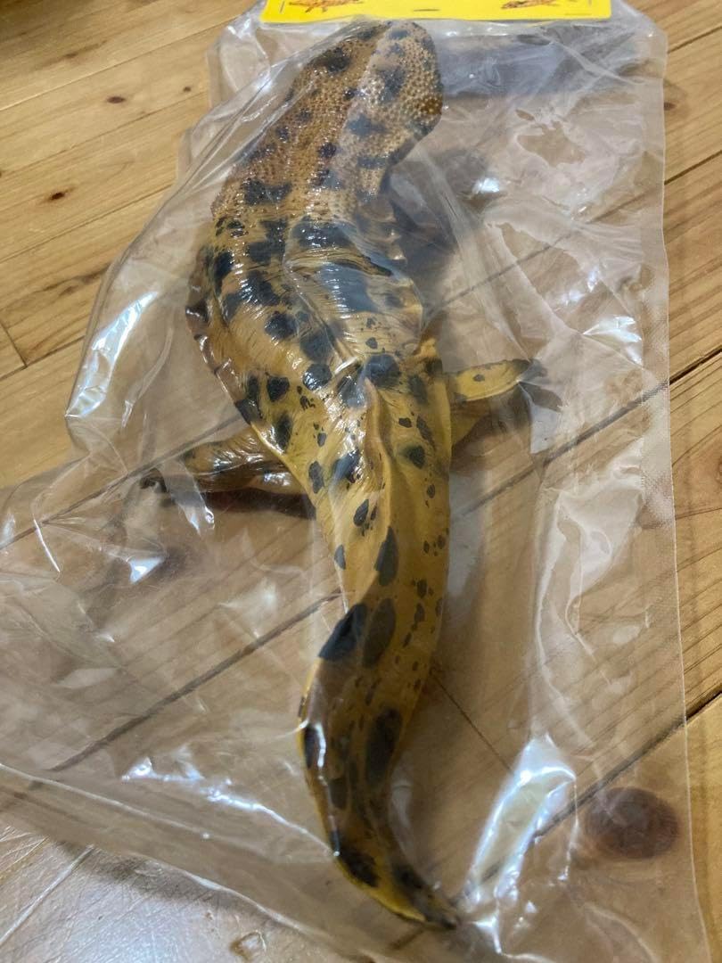 ソフビトイボックス オオサンショウウオ ソフビトイボックス オオ