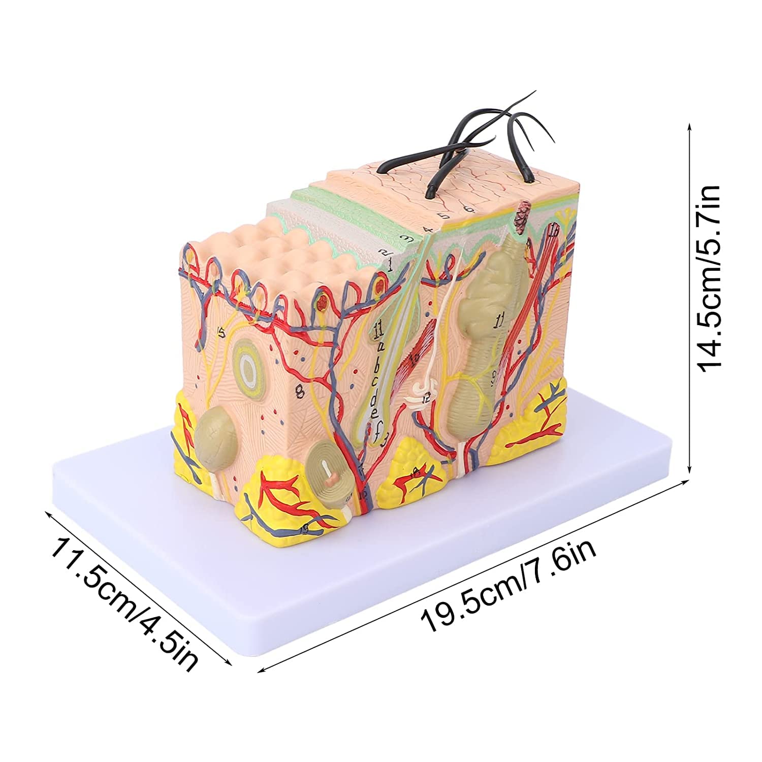 Anatomisches Hautmodell 5-fach Vergrößert – 3D Lehrmodell Aus PVC, Mit Beschriftung, Für Kosmetik & Unterricht