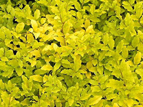 1 pianta di ligustrum lemon and lime arbusto