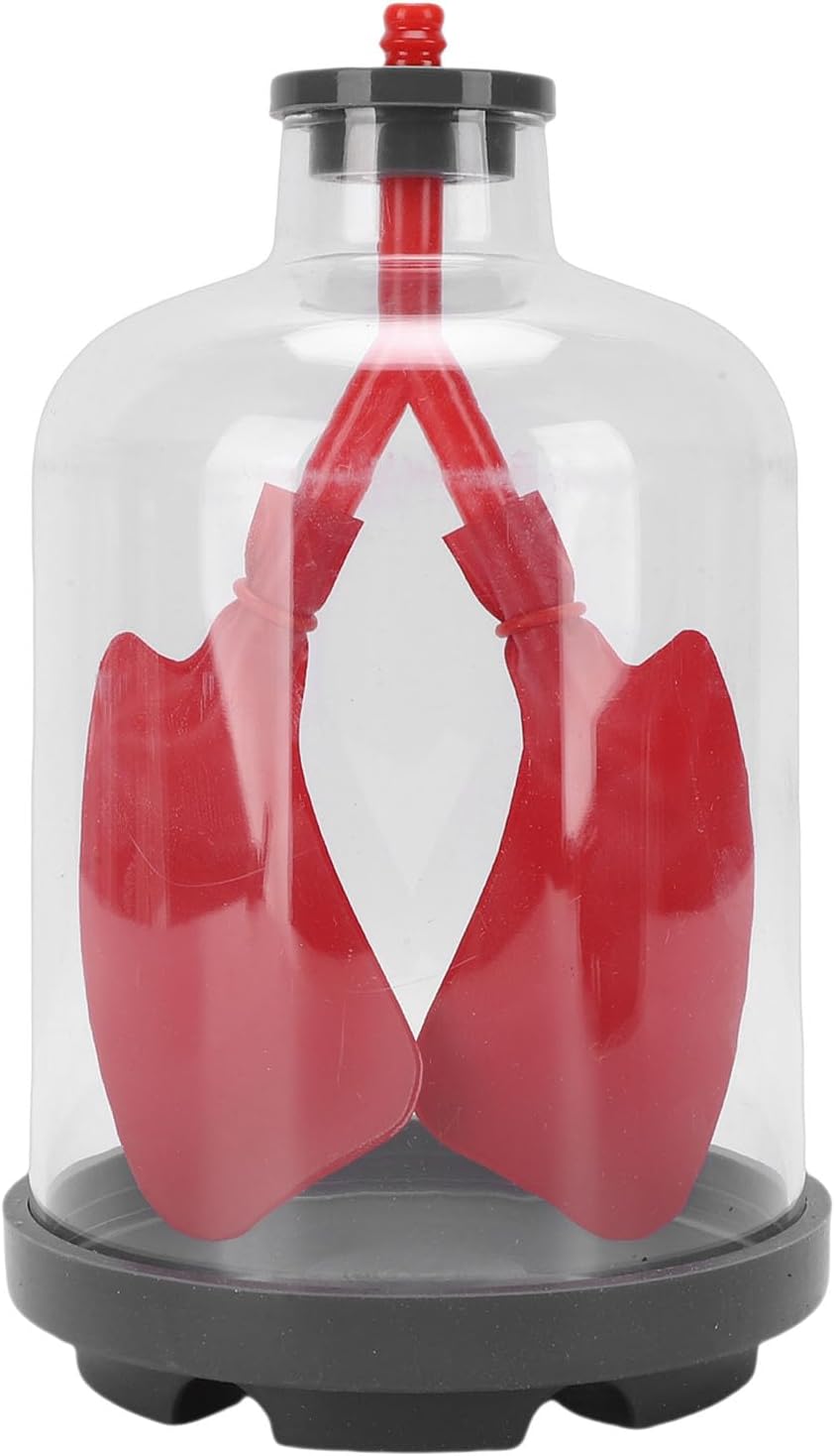Hyuduo Human Lung Model Anatomical Respiratory System Model with Transparent Chest Cavity for Science Classroom Teaching
