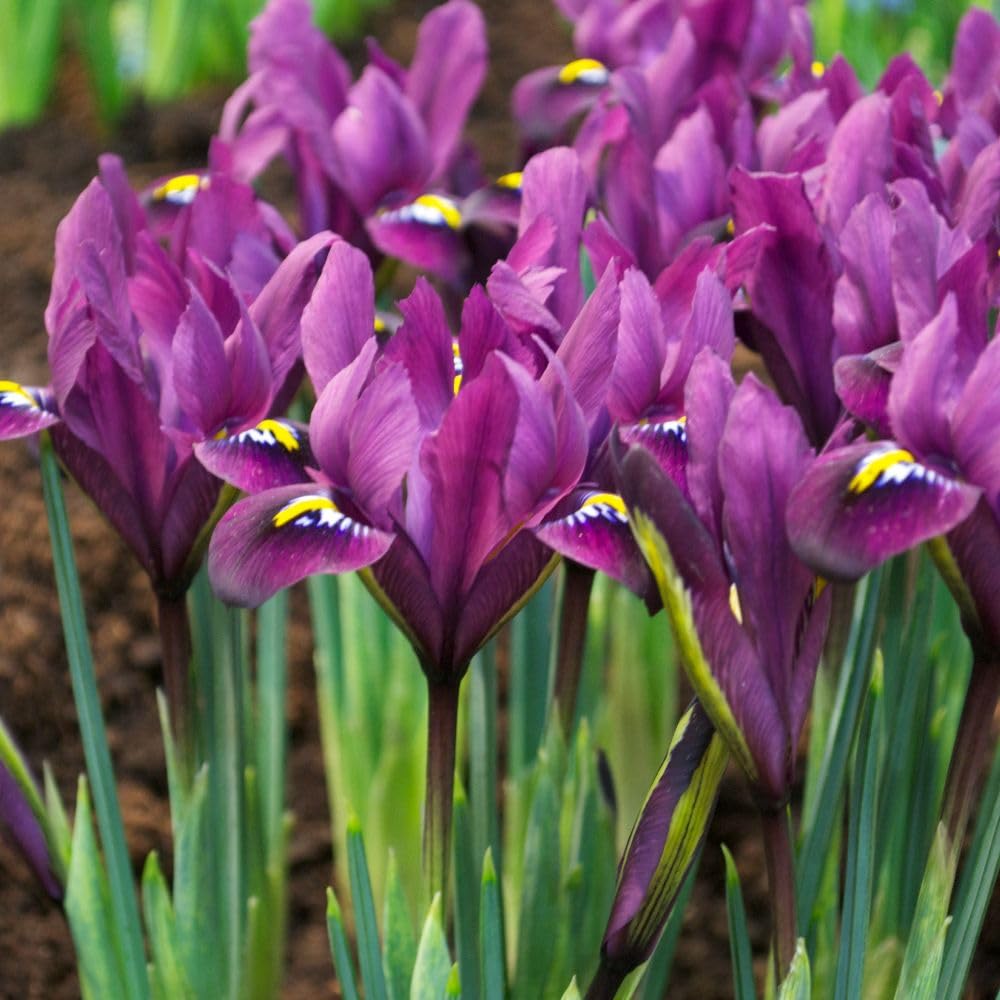 Iris reticulata 'Purple Hill' 80 Bulbs – Purple Dwarf Iris Early by T&M