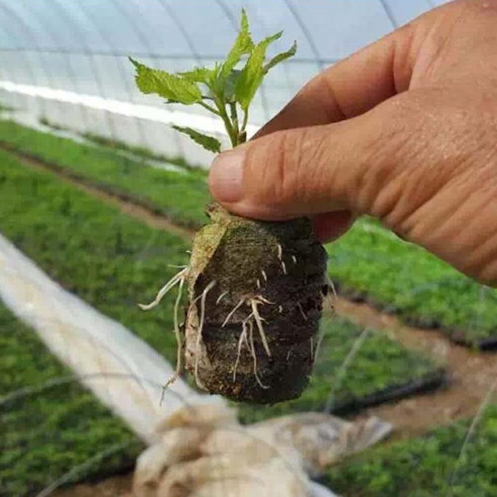 50Pcs Vassoio Per Piantine Pellet Di Torba Blocco Nutrizionale Per Coltivazione Di Piante, Torba in Dischetti Coltura Del Suolo, Avviamento Di Propagazione E Germinazione