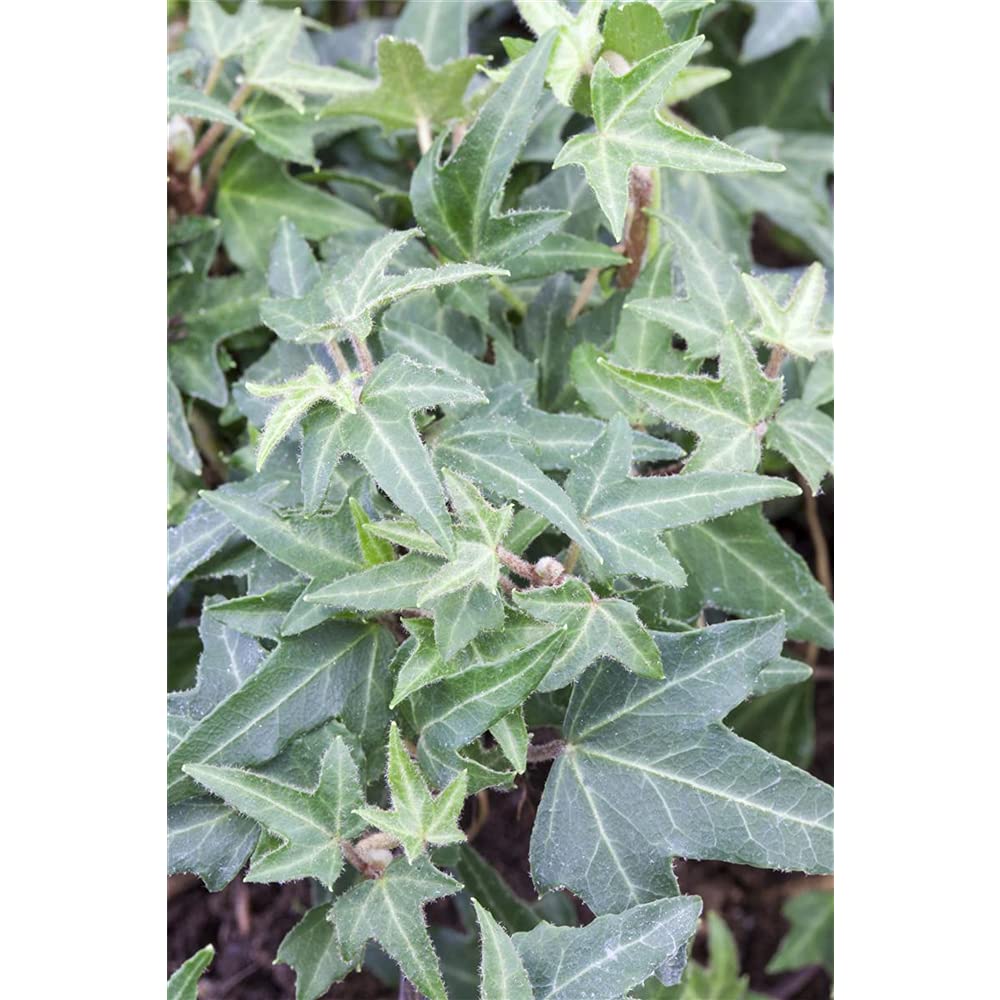 Efeu 'Asterisk' - Hedera helix 'Asterisk', winterhart, grns Laub - 12 cm :  Amazon.de: Garten