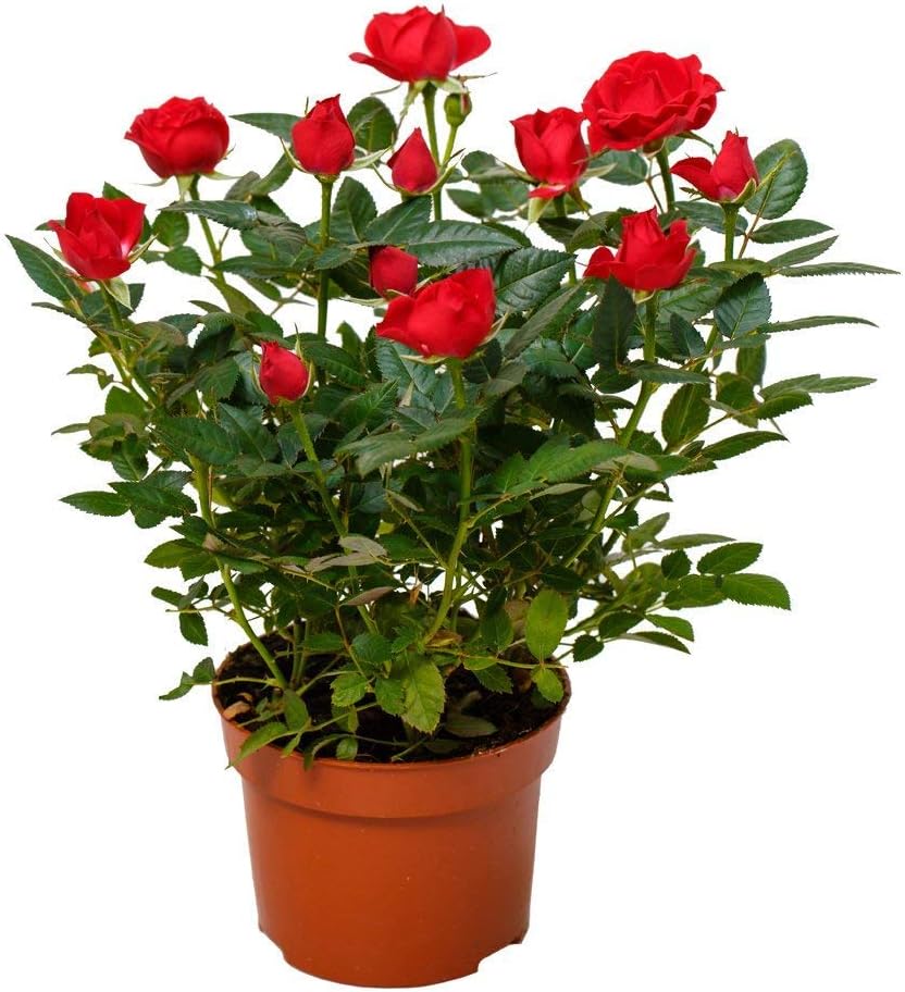 GET SOME DEALS Pot With Red-white Ruby Rose Healthy Live Plant, 1 Piece