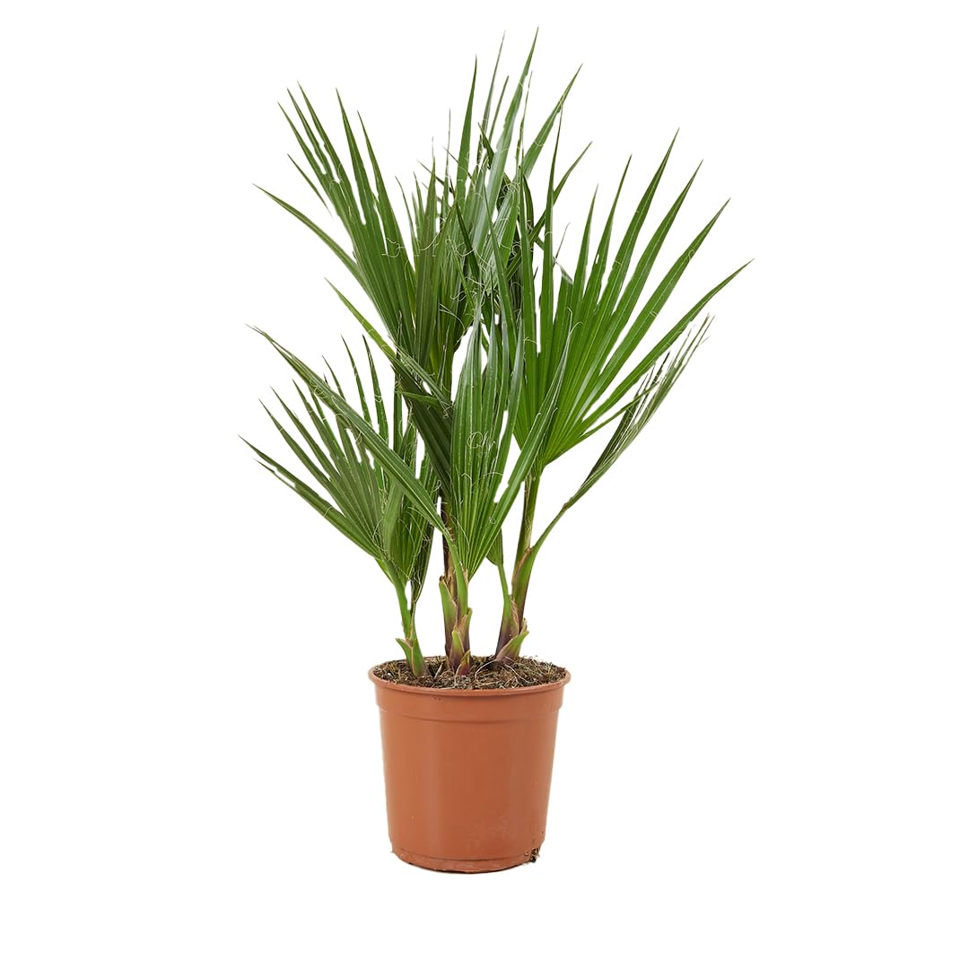 Bloomique - Washingtonia Robusta - Palmier éventail du Mexique - Palmier Rustique - Plantes de Jardin - Hauteur 50-​60 cm - Pot 14 cm