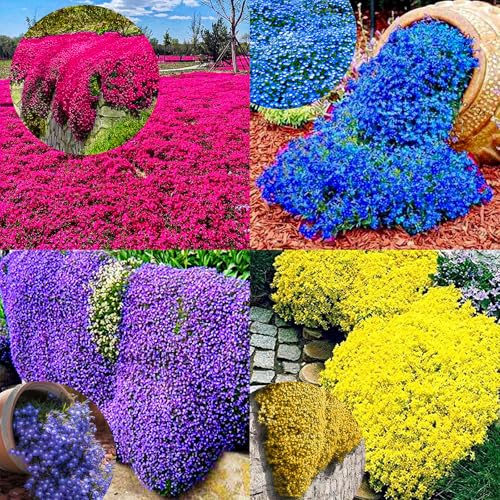 Winterharte mehrjährige，Viele Farben Thymian，Einfach zu Pflegen，Aromatisches Bodendeckerwunder Für Garten Und Balkon (Bunt)