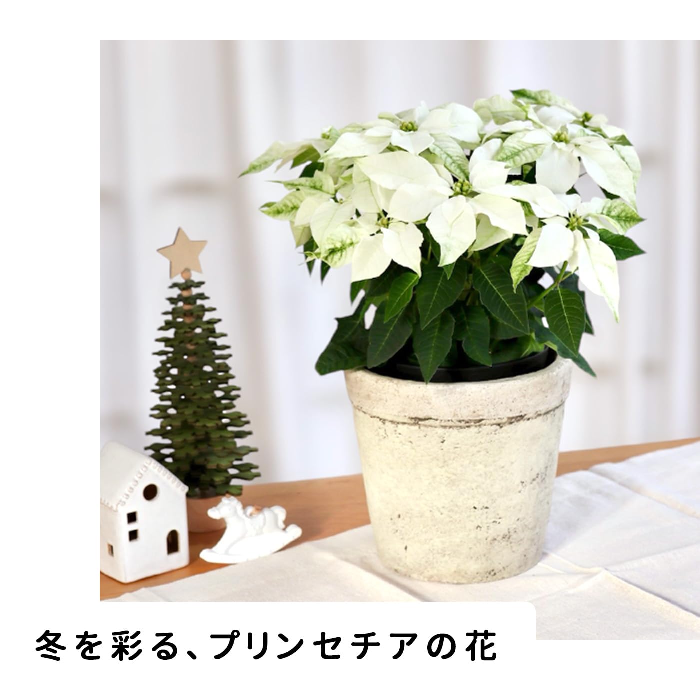 Amazon.co.jp: プリンセチア ピュアホワイト 5号鉢 ラッピング付き