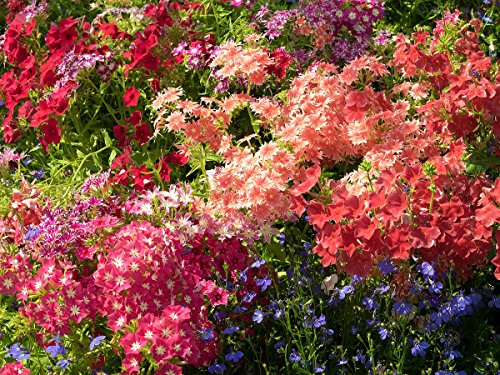Phlox annuale, phlox di Drummond - mix di varieta a bassa crescita - semi