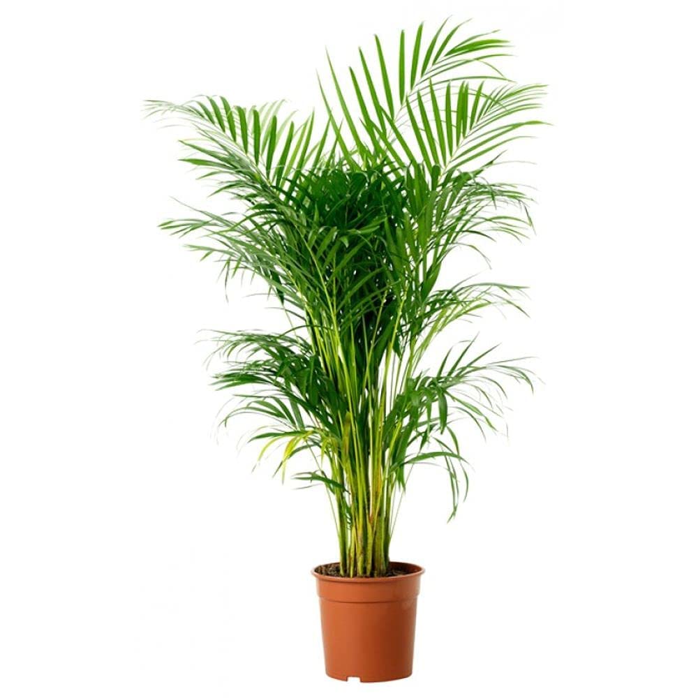 Indoor Serenity: Areca Palm Plant - Enhancing Home & Office (1 Oxygen-Giving Plant, Pot Inside)-image-2
