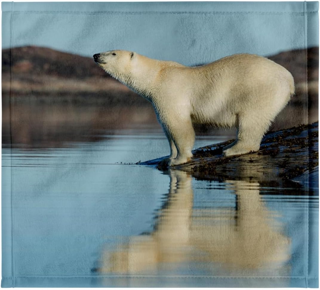 3dRose Canada, Nunavut Territory, Polar Bears Standing 22x30 Bath Hand Pool Towel