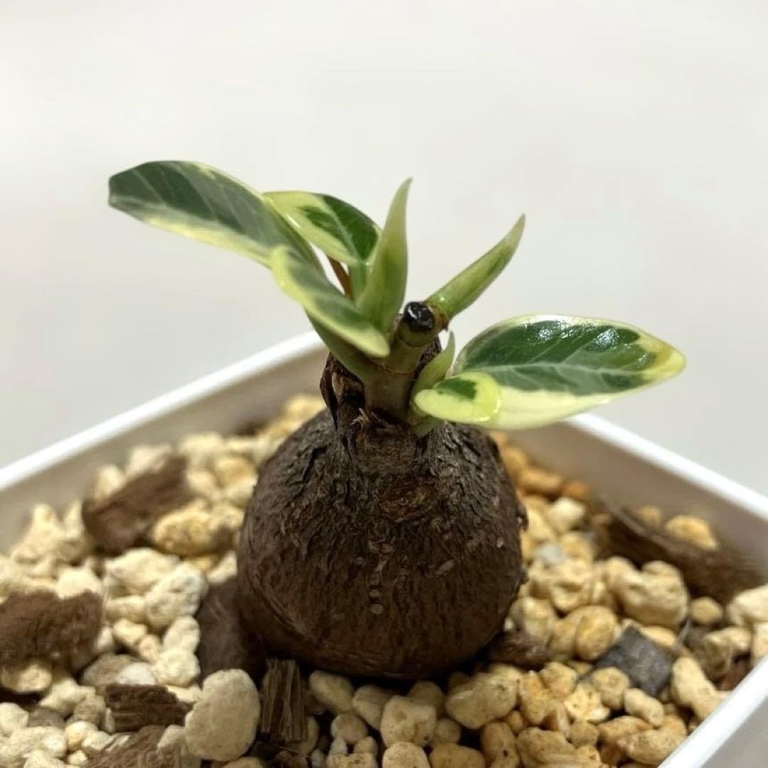 Amazon.co.jp: パンダ ガジュマル 斑入り 接木株 3号サイズ : DIY