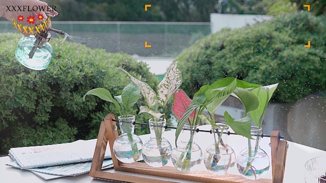 多肉植物棚 TB-W66A Amazon.com: XXXFLOWER Plant Terrarium with