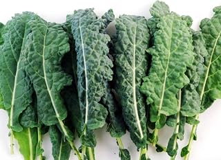 Organic Kale Vegetable Seeds – Lacinato Variety - Packet 150 Seeds, Non-GMO, Non-Hybrid, Suited for Canadian Climate