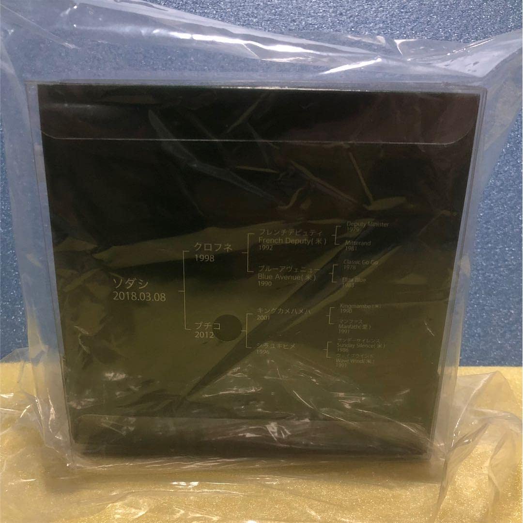 Amazon.co.jp: ホースフィギュア ソダシ 競馬 JRA アイドルホース