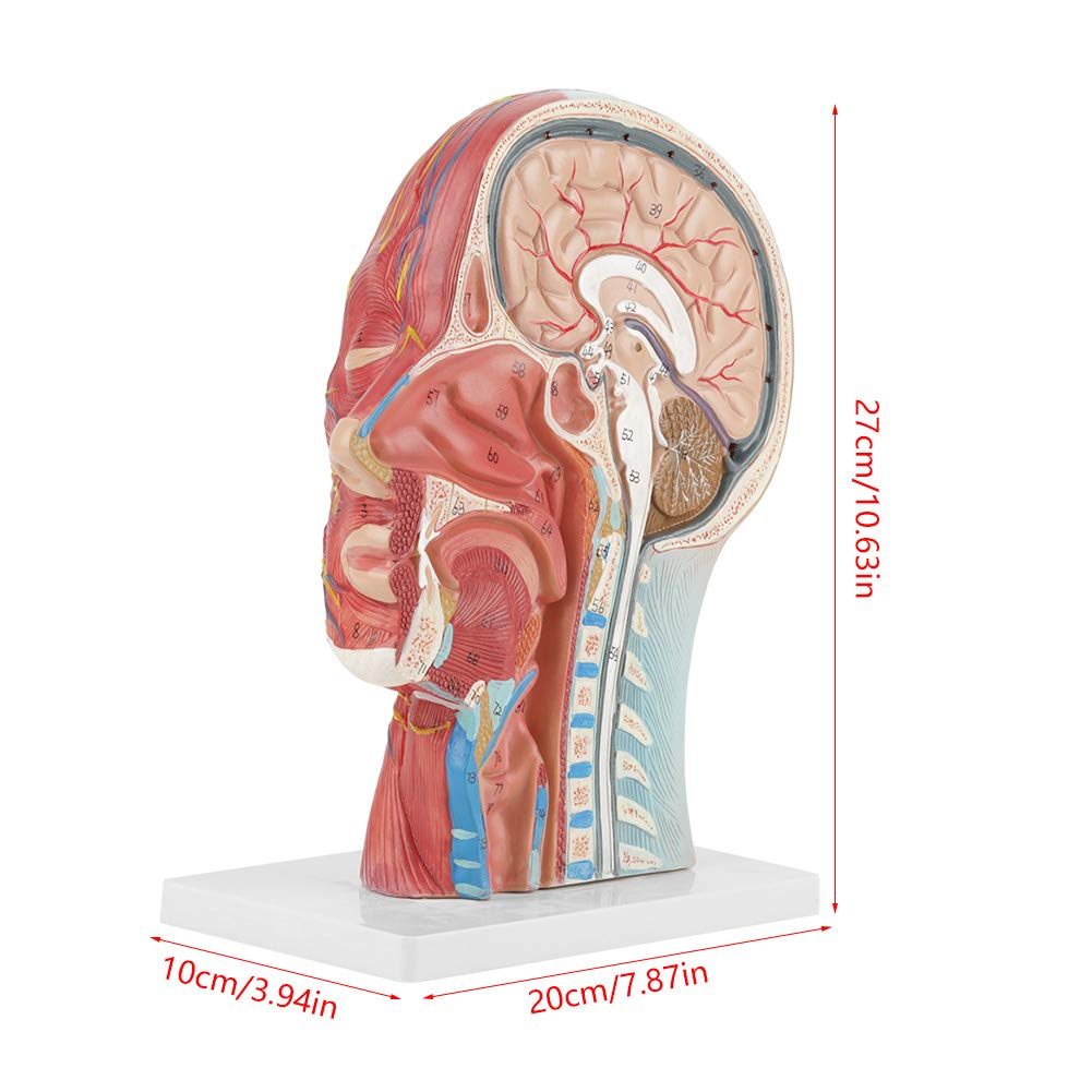 Modello anatomico a mezza testa a grandezza naturale, educazione scientifica Cervello della testa umana, modello di studio della sezione