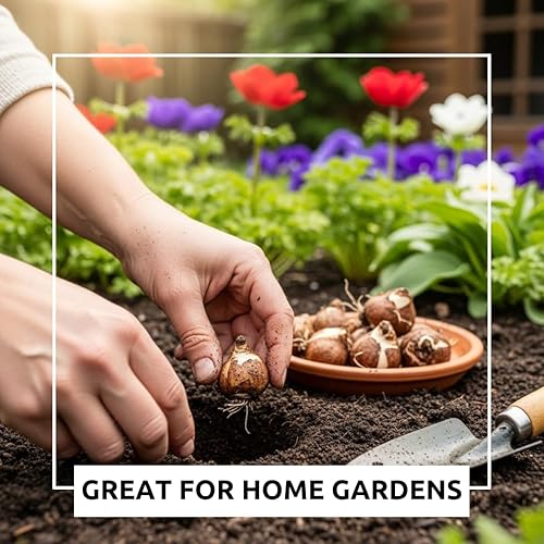 Miniatura 4 de 5 bombillas de flores Anemone "De Caen" para plantar | Multicolor Mix | Barcos de Iowa, Estados Unidos | Planta en otoño. Bombillas de flores