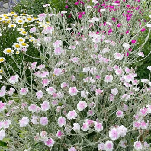 Semi di garofano, vecchie varietà da giardino roccioso rare semi di selvatici per luoghi soleggiati decorazione da giardino per esterni e perenni 200pcs