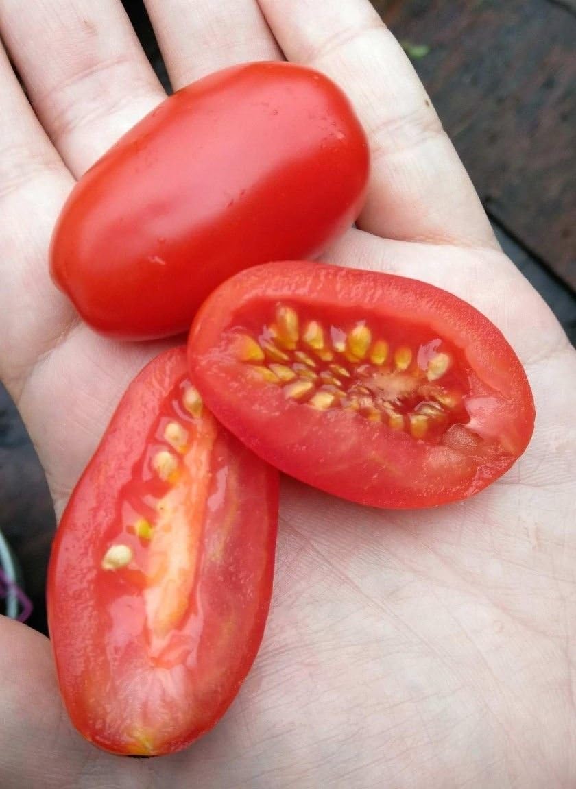 Juliet Grape Tomato Hybrid 60 Days 35 Seeds high yielding Tomato