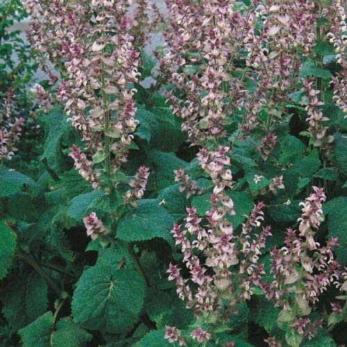 Herb Seeds - Sage Clary - 400 Seeds by Wafer