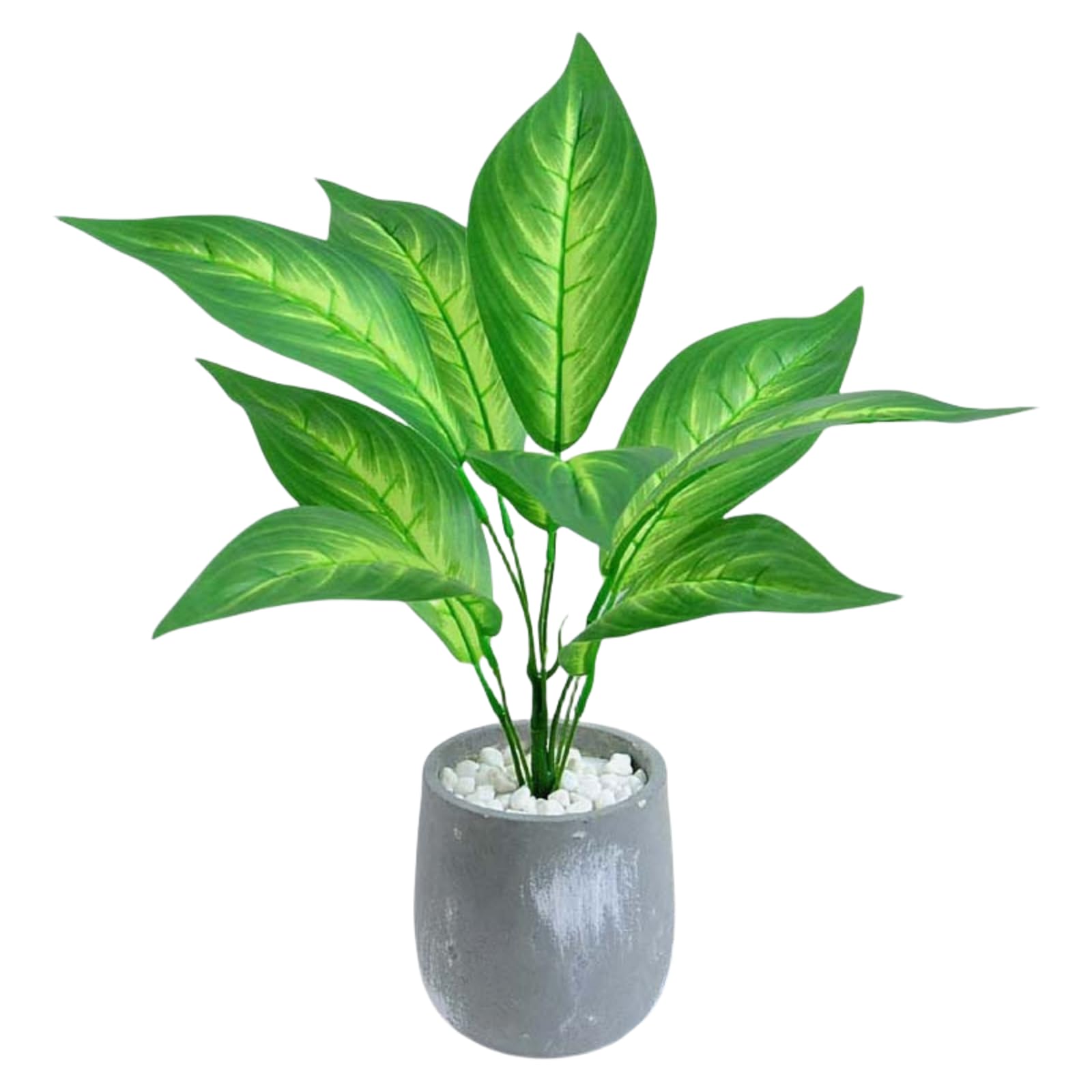 Bonsai plante verte pot de ciment decoration interieure