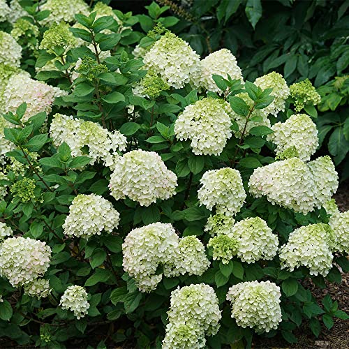 2G Proven Winners Hydrangea Little Lime Punch #TOP3