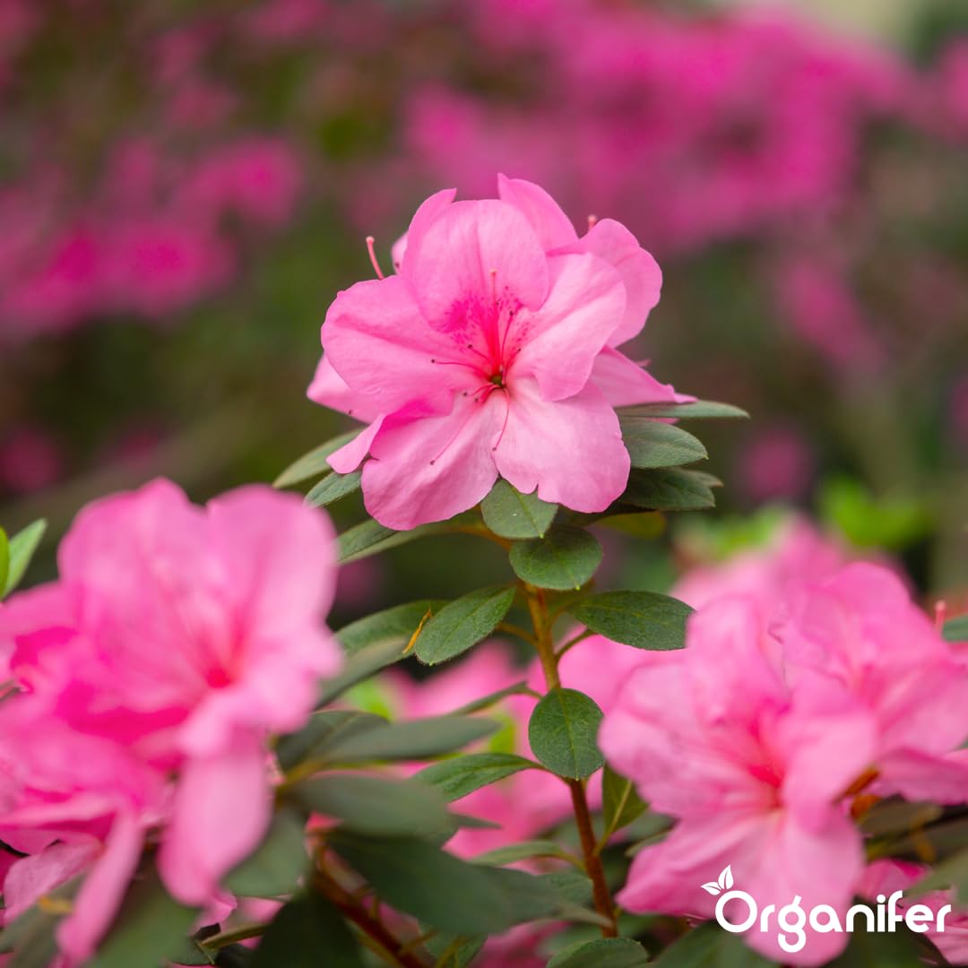 Fertilizante Líquido Para Azalea - 10L - NPK 3-4-3 | Fertilizante Para Floración Abundante Y Hojas Sanas - Favorece Vitalidad Y Raíces Fuertes - Organifer