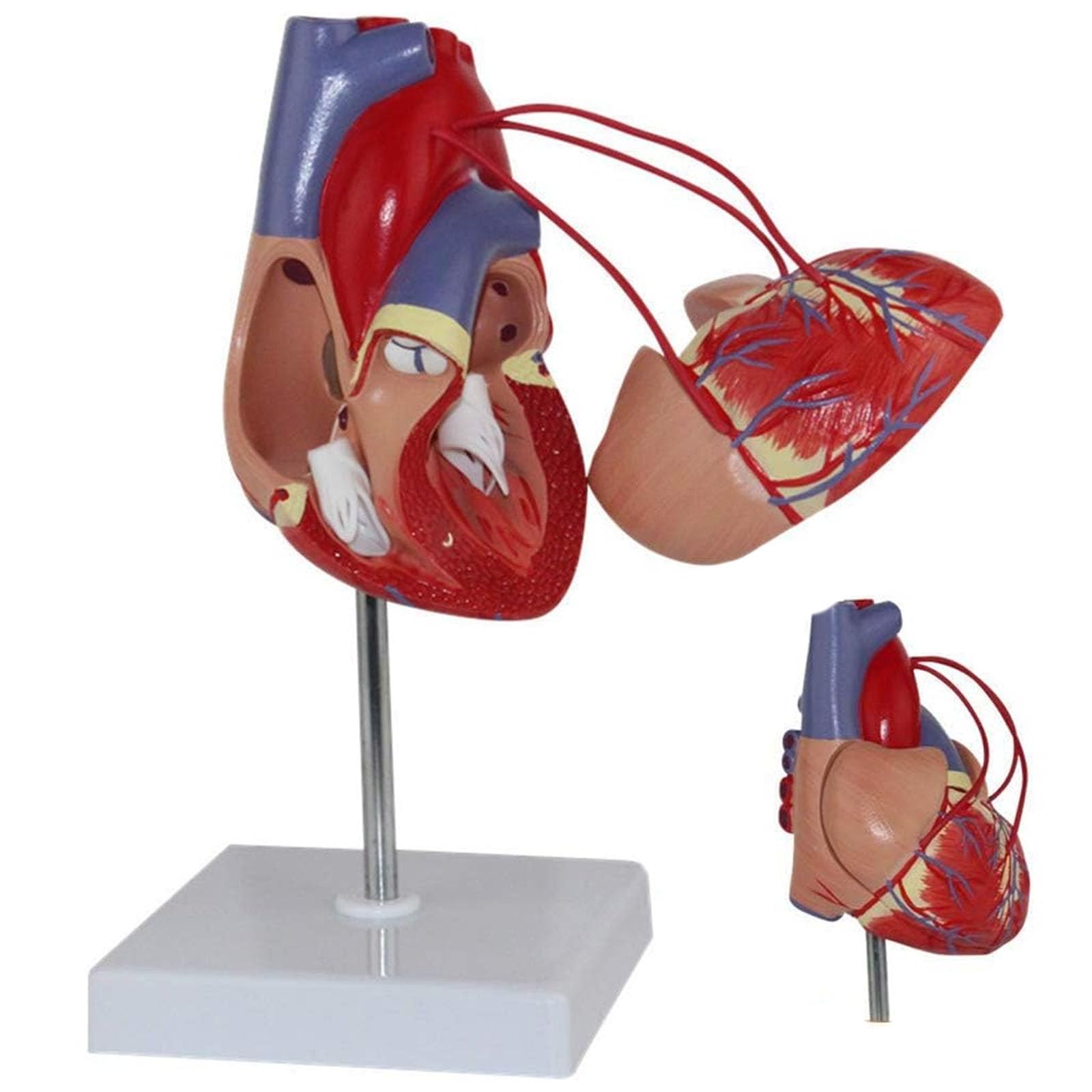 KJMWXOP Human Anatomical Model, Detachable Washable Life Size Model With PVC Plastic, Organ Model, Normal Heart Body Anatomy Replica For Doctors