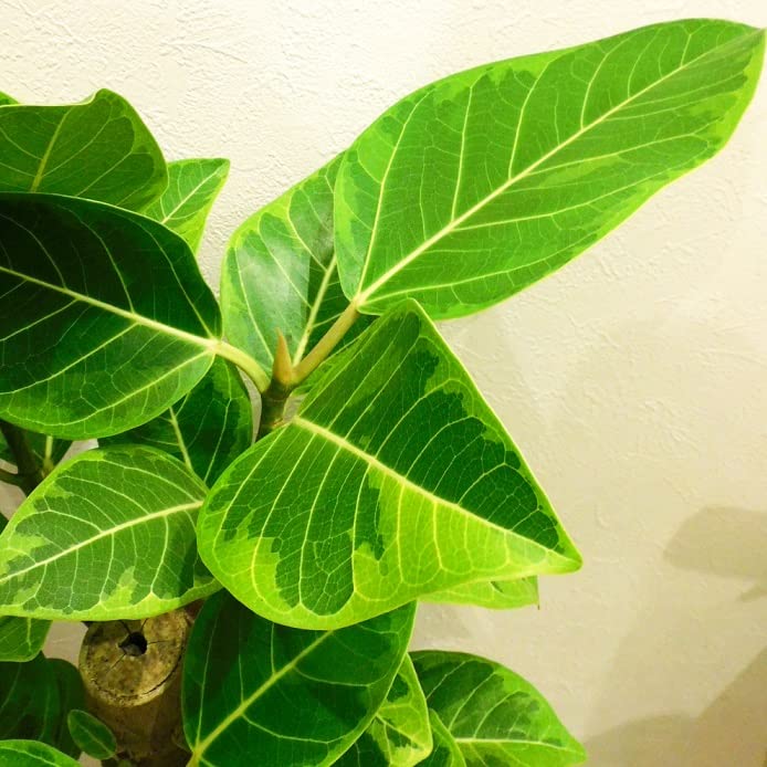 Amazon｜観葉植物 ゴムの木 フィカス アルテーシマ 7号｜観葉植物