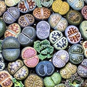 ZHOUBAA Zaden voor het planten, 100 stuks lithops zeldzame levende stenen vetplant tuin bonsai balkon decor – succulente…