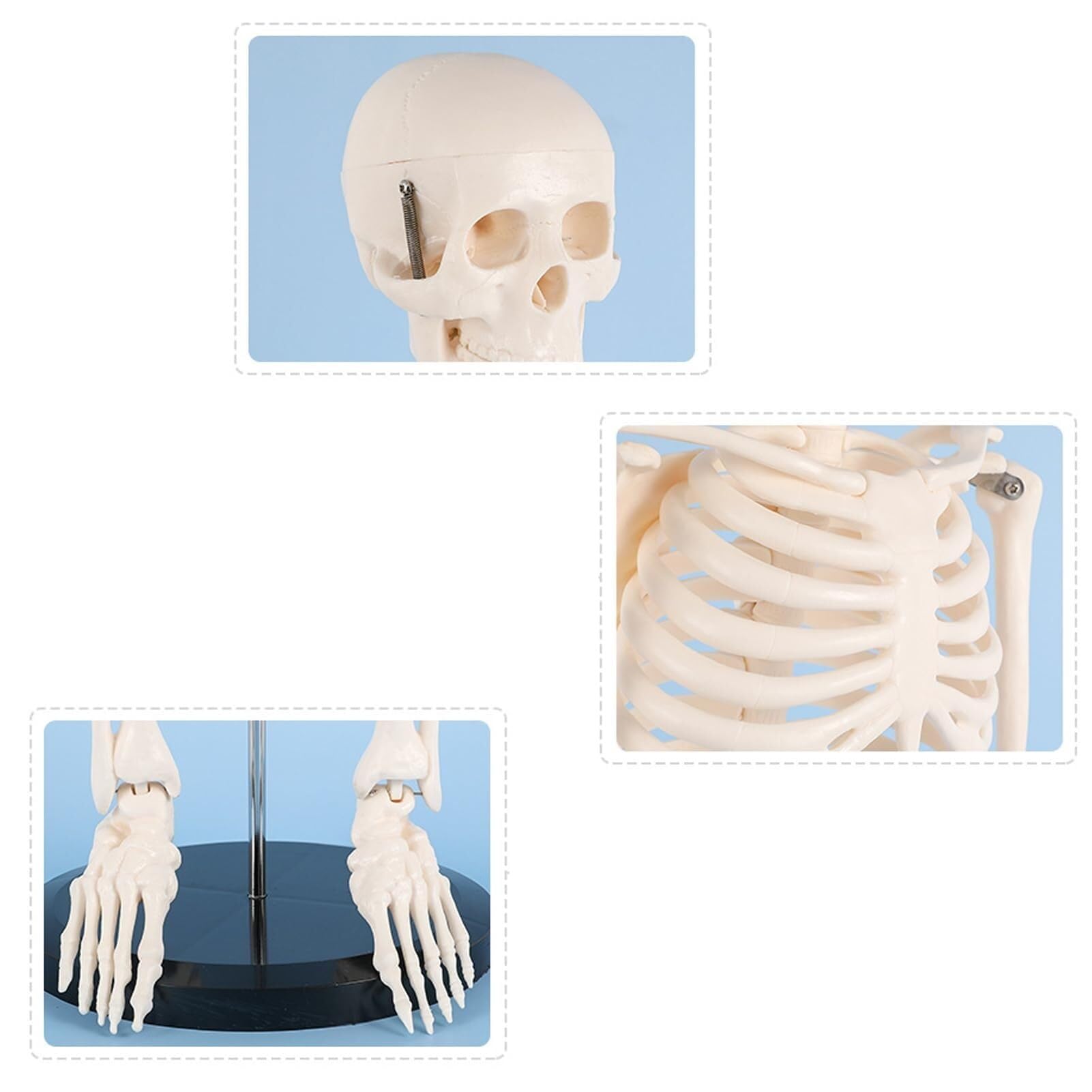Produits Modèle De Squelette Humain Anatomique, Modèle De Squelette Humain pour Dissection, pour Rééducation Médicale Et Exposition, 1/2 Taille Réelle, 85 Cm A,Flesh