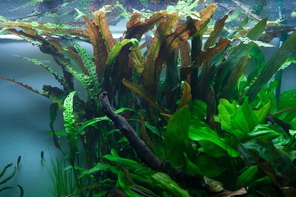 AquaOne Cryptocoryne usteriana roślina do akwarium, 3 sztuki, środek gruntu, roślina wodna, roślina akwariowa, rozeta w pełni zakorzeniona, prosta dekoracja Aquascaping