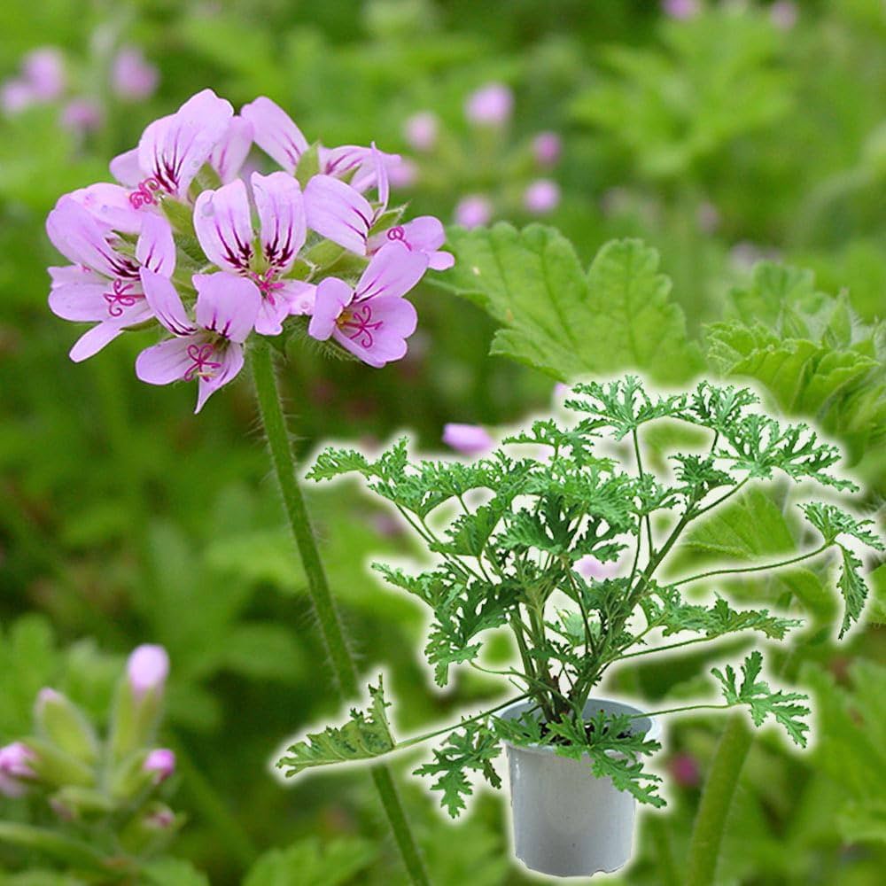 くまこさま　ローズセダム　　4 ローズセダムの一覧｜🍀GreenSnap（グリーンスナップ）