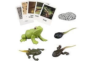 Montessori Frog Life Cycle with Flash Cards