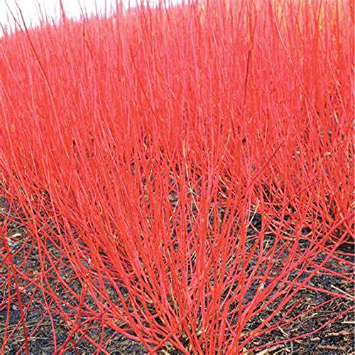Qauzuy Garden 20 Red-Osier Dogwood Seeds, Red Brush, Red Willow, Redstem Redtwig Dogwood, Western American Dogwood Seeds - Bright Red Branches & Showy Shrub Bush #TOP6